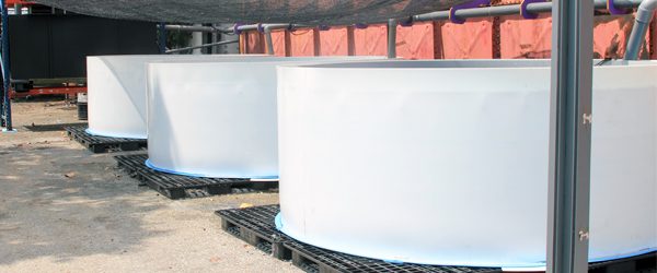 pic5